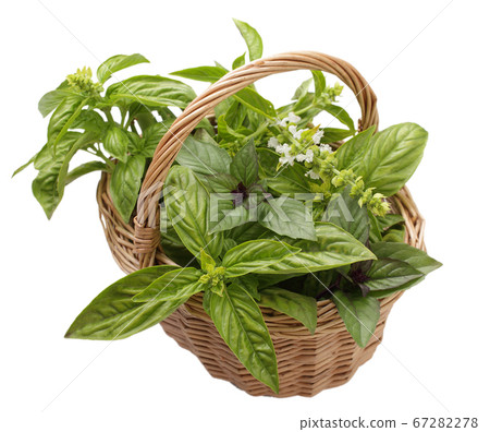 basket with different varieties of basil 67282278