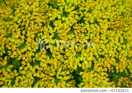 春天園藝 春天園藝 67282621