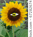 Sunflower eyes 67282674
