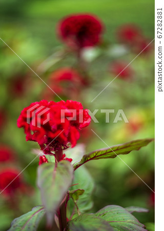 Early summer flowers Crimson Keito 67282881