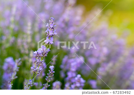 Lavender flowers, soft focus. Field of lavender, Lavender flowers, soft focus. Field of lavender, 67283492