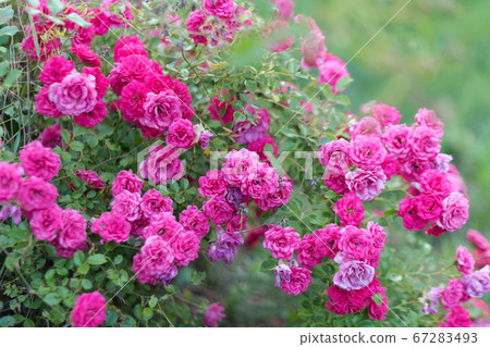 Pink roses in the garden. Blooming climbing roses Pink roses in the garden. Blooming climbing roses 67283493