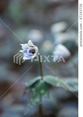 雪原一枝 67283758