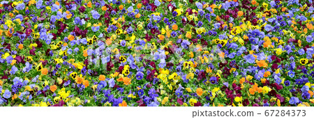 Multicolor pansy flowers or pansies close up as Multicolor pansy flowers or pansies close up as 67284373
