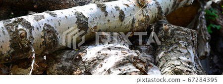 Closeup of firewood from old poplar with rough Closeup of firewood from old poplar with rough 67284395