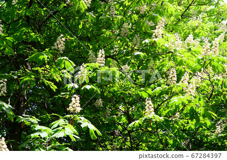 Branches of white lilac and green leaves. Blooming Branches of white lilac and green leaves. Blooming 67284397