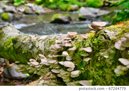 在奧入瀨溪流倒下的樹木中生長的蘑菇 67284770