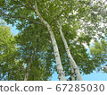 Birch birch 67285030