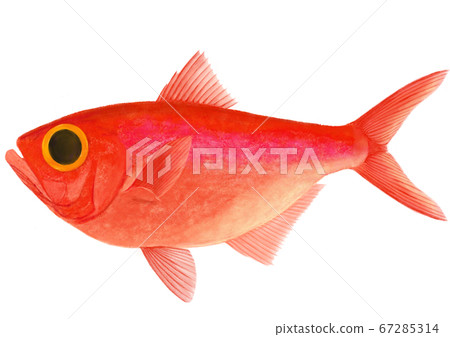Kinme sea bream illustration 67285314