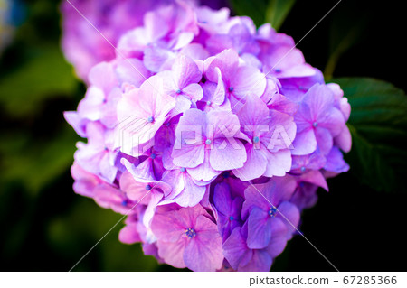 Hydrangea Hydrangea 67285366