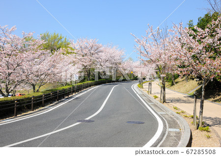 在Kuragogi公園的櫻花 67285508