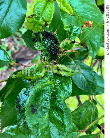 The main pests of cherries and cherries are cherry aphids appearin spring. The main pests of cherries and cherries are cherry aphids appearin spring. 67285599