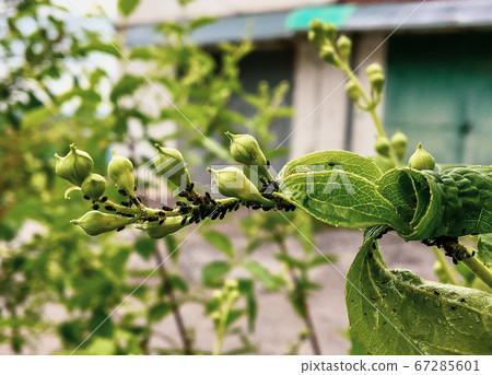 The main pests of cherries and cherries are cherry aphids appearin spring. The main pests of cherries and cherries are cherry aphids appearin spring. 67285601