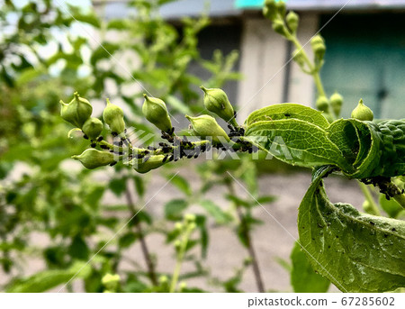 The main pests of cherries and cherries are cherry aphids appearin spring. The main pests of cherries and cherries are cherry aphids appearin spring. 67285602