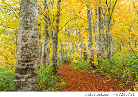 Beech yellow leaves Beech yellow leaves 67285751