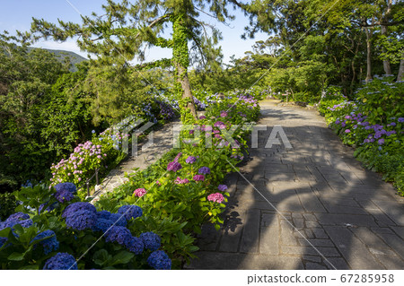 Hydrangea in Shimoda Park 67285958