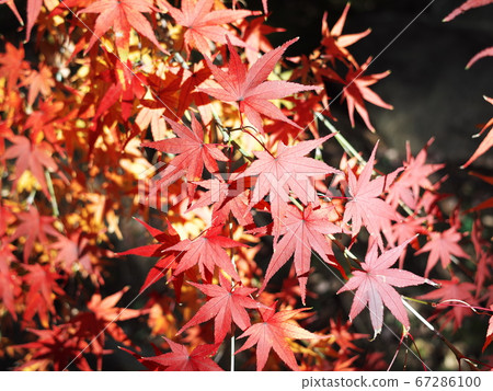 Kyushu Buddha and Buddhist temples autumn leaves Kyushu Buddha and Buddhist temples autumn leaves 67286100