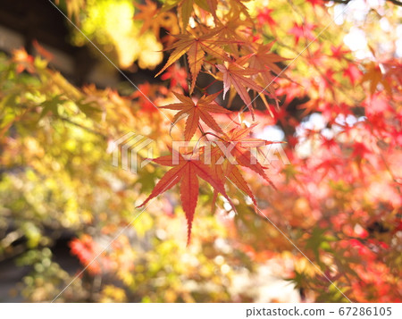 Kyushu Buddha and Buddhist temples autumn leaves Kyushu Buddha and Buddhist temples autumn leaves 67286105