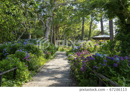 下田公園的繡球花 下田公園的繡球花 67286113