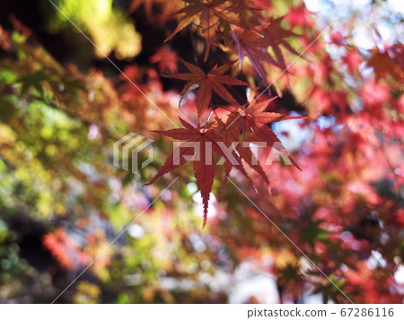 Kyushu Buddha and Buddhist temples autumn leaves 67286116