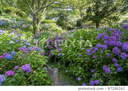 Hydrangea in Shimoda Park Hydrangea in Shimoda Park 67286161