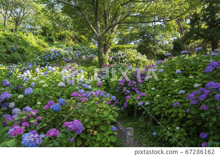 下田公園的繡球花 下田公園的繡球花 67286162