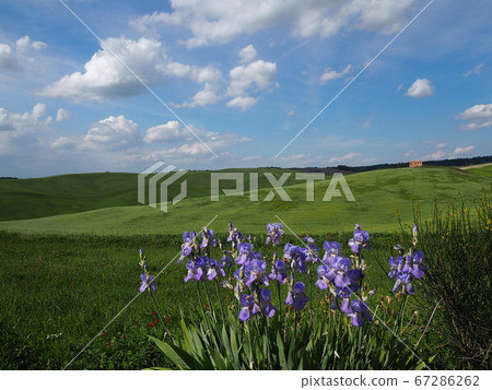 A brick building behind the Orcia Valley with purple flowers in the foreground 67286262