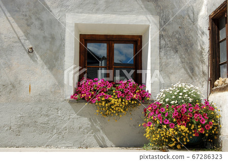 Old window with purple petunia flowers - Zuoz village Switzerland Old window with purple petunia flowers - Zuoz village Switzerland 67286323