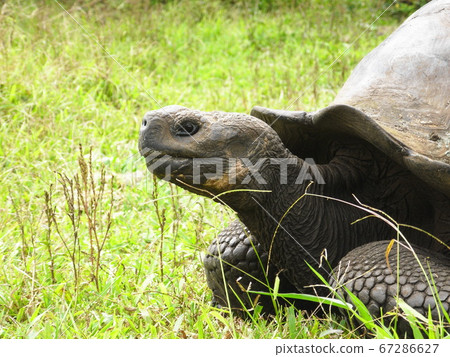 Side profile of Galapagos giant tortoise 67286627