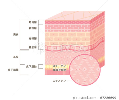 Illustration of skin cross-section (three-dimensional) 67286699