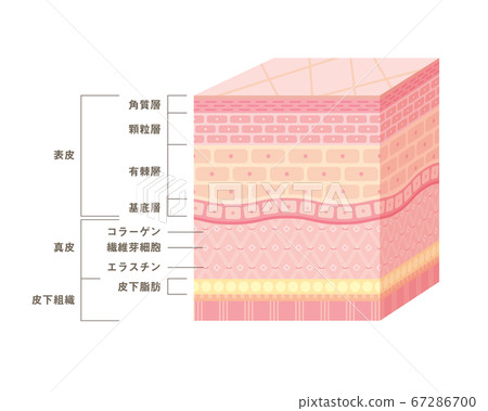 Illustration of skin cross-section (three-dimensional) 67286700