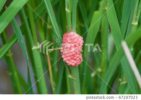 Scumilline egg eggs Scumilline egg eggs 67287023