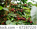Ripe coffee berries 67287220