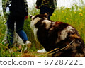 The cat 67287221