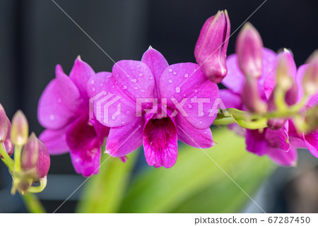 pink orchid flower after rain 67287450