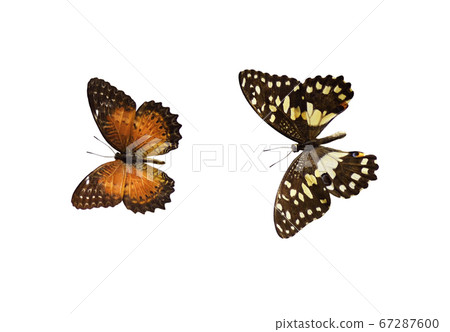 Set of butterflies Set of butterflies 67287600