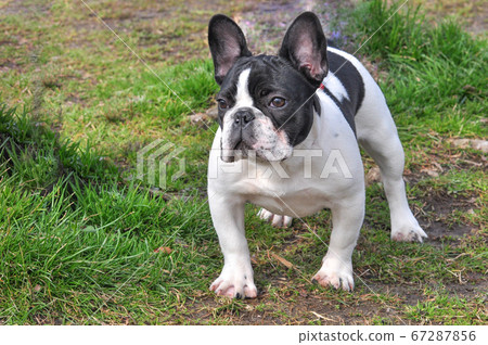 Well-built French bulldog Well-built French bulldog 67287856