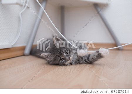 kitten playing with cable kitten playing with cable 67287914