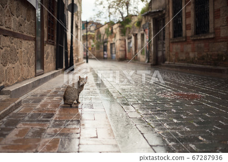 stray cat on the street stray cat on the street 67287936