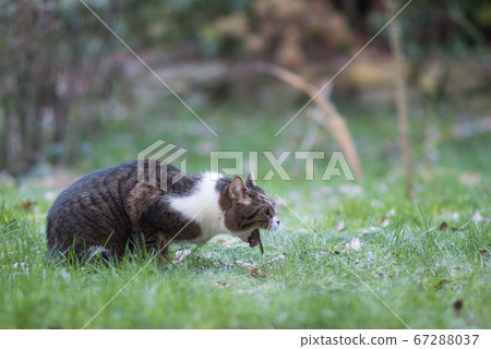 cat puke on grass cat puke on grass 67288037