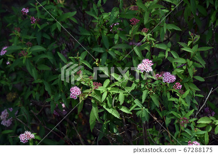 下野（下野） 67288175