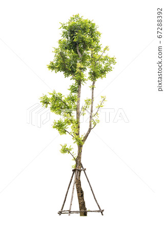 Trees isolated on white background with Clipping 67288392