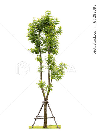 Trees isolated on white background with Clipping Trees isolated on white background with Clipping 67288393