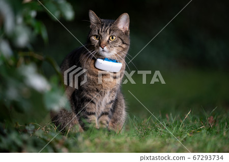cat wearing gps tracker outdoors cat wearing gps tracker outdoors 67293734
