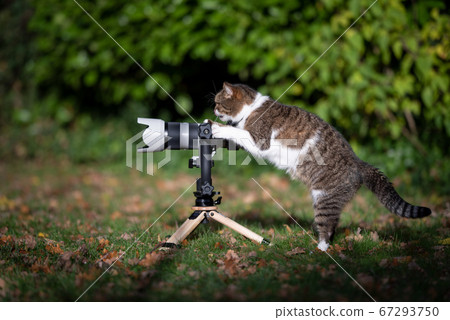 cat taking a photo with mirrorless camera on tripod cat taking a photo with mirrorless camera on tripod 67293750