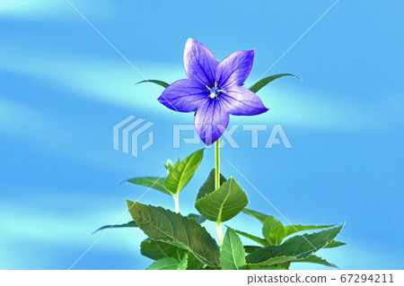 Chinese bellflower flower one of the seven herbs in autumn (fixed photo) 67294211