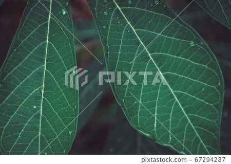 Close-up texture of Cassava leaf. Beautiful dark Close-up texture of Cassava leaf. Beautiful dark 67294287