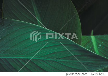 Close-up texture of Bird of paradise leaf. Close-up texture of Bird of paradise leaf. 67294290