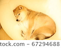 睡覺的Shiba Inu 67294688