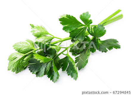 Fresh  celery leaves (Apium graveolens) isolated w 67294845